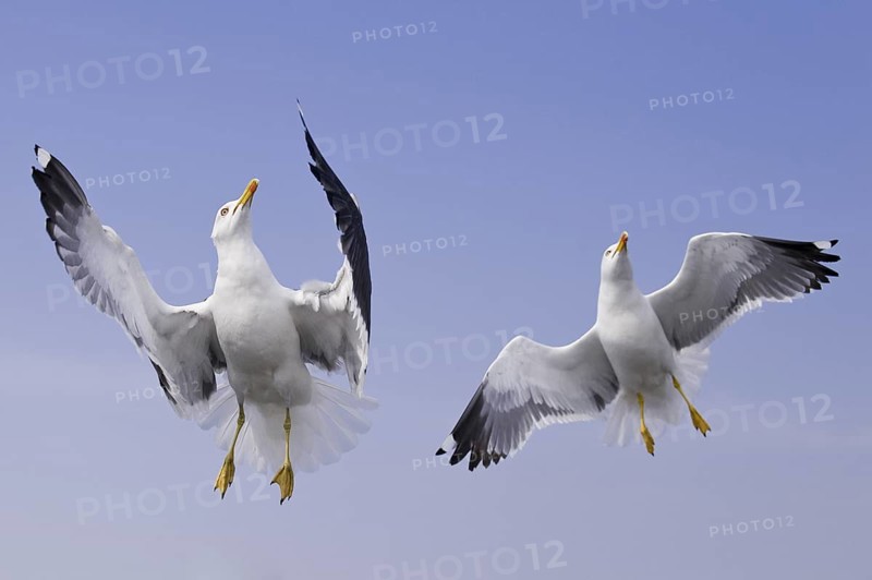 Lesser Black-backed Gull (Larus fuscus) flying, Texel, Netherlands
