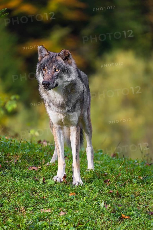 A eurasian gray wolf (Canis lupus lupus) stands on a meadow on a hill with a colourful foliage in the background