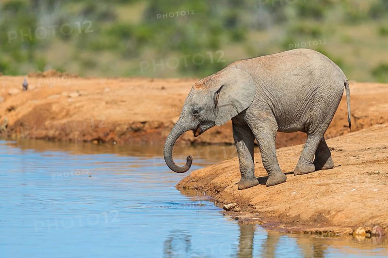 African elephant, (Loxodonta african), Addo Elephant National Park, Addo Camp, Western Cape, South Africa
