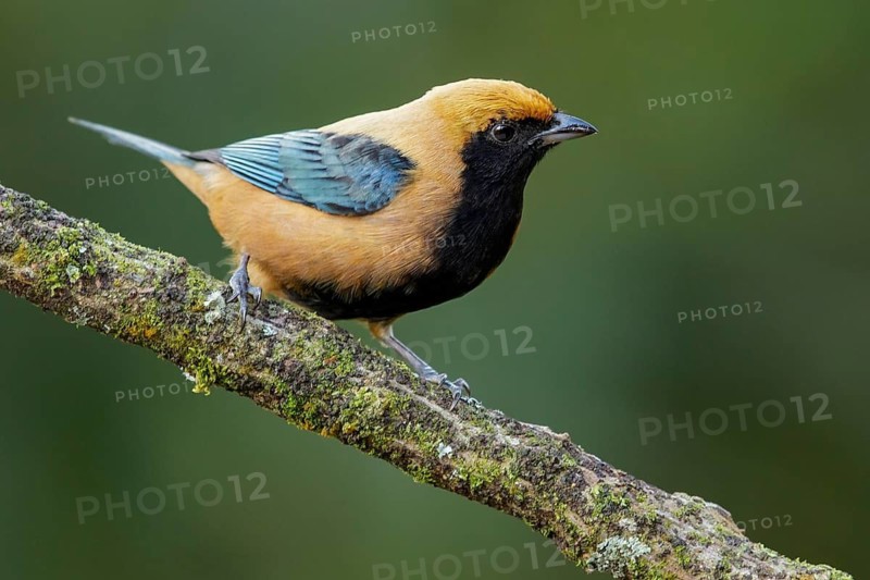 Burnished-buff Tanager (Tangara cayana) perched on a branch in the Atlantic Rainforest Region of Brazil