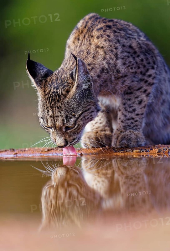 Lynx pardinus at a waterhole, Castilla-La Mancha, Spain