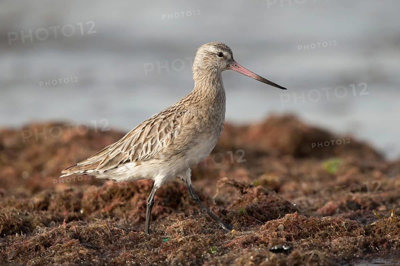 Bar-tailed Godwit (Limosa lapponica) foraging, Gambia