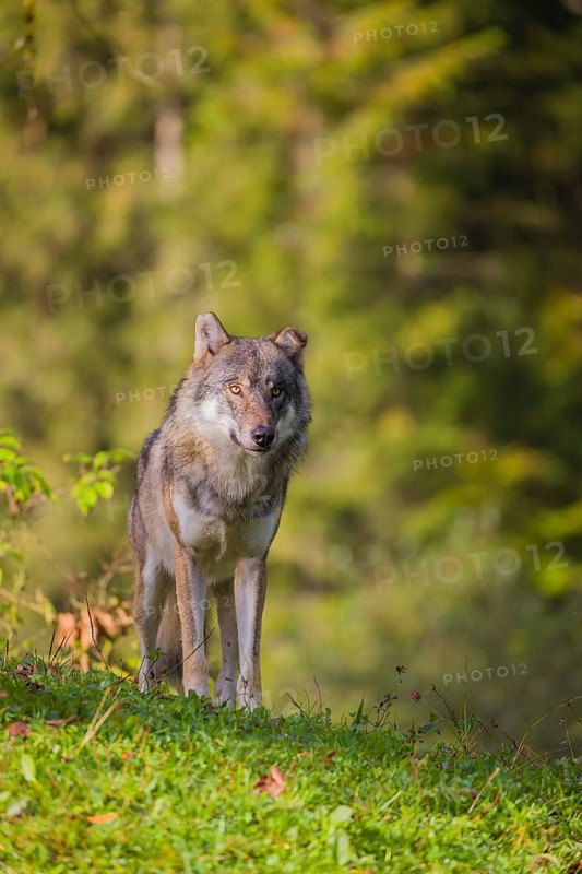 A eurasian gray wolf (Canis lupus lupus) stands on a meadow on a hill with a colourful foliage in the background