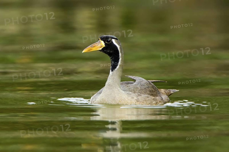 Masked Finfoot (Heliopais personatus) male, Seletar Reservoir, Singapore