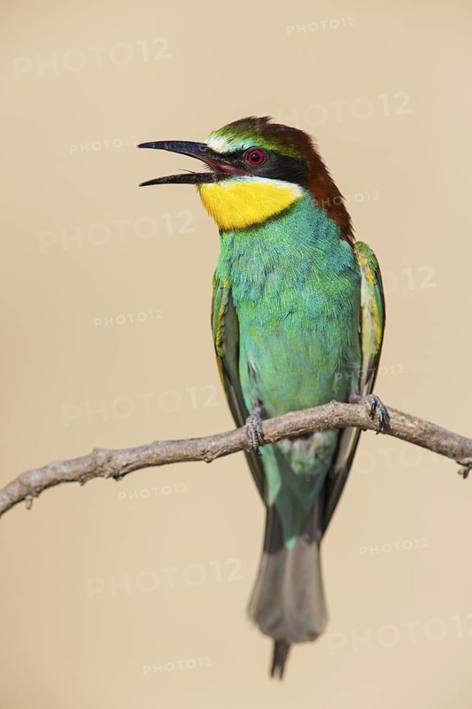 Bee-eater, (Merops apiaster), Animals, Birds, Raptor family, Perching station, Muselievo, Muselievo, Pleven, Bulgaria