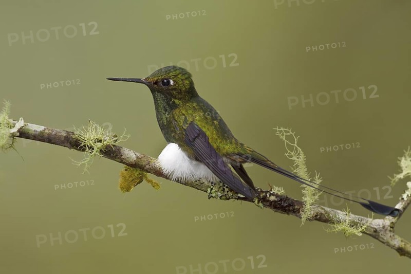 Booted Racket-tail (Ocreatus underwoodii), Ecuador