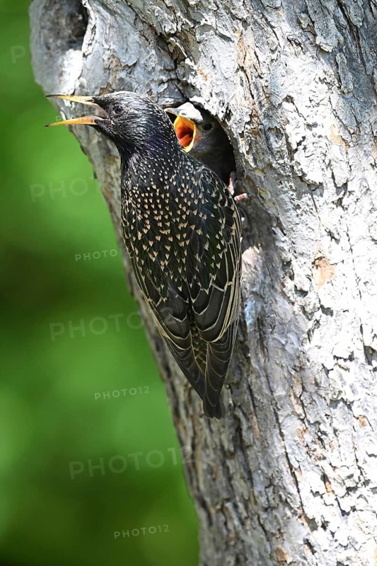 Starling (Sturnus vulgaris) feeding the young bird in a woodpecker cavity, North Rhine-Westphalia, Germany