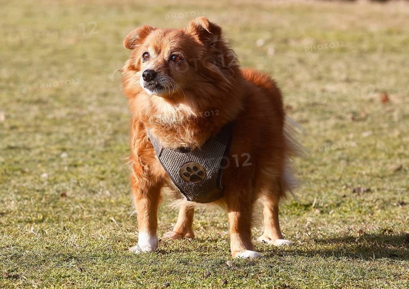 Chihuahua-Spitz crossbreed (Canis lupus familiaris), standing from the front on the meadow, North Rhine-Westphalia, Germany