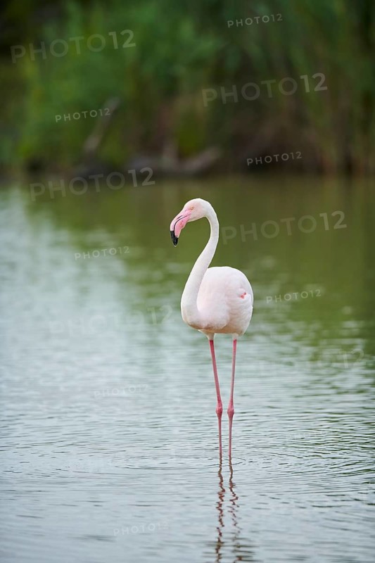Greater Flamingo (Phoenicopterus roseus) walking in the water, Parc Naturel Regional de Camargue, France
