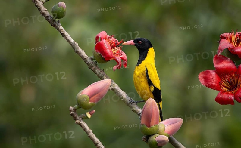 Black-hooded Oriole (Oriolus xanthornus) perched near a red flower, sreepur, Gazipur, bangladesh