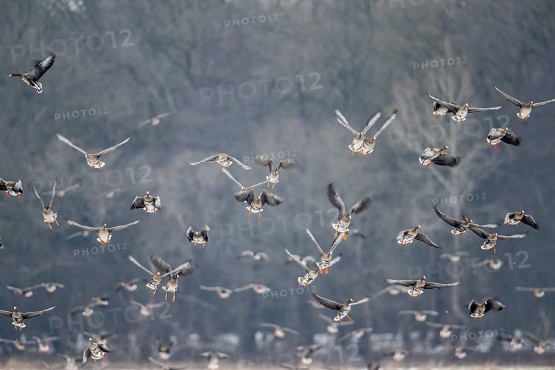 White-fronted geese (Anser albifrons), Lower Saxony, Germany