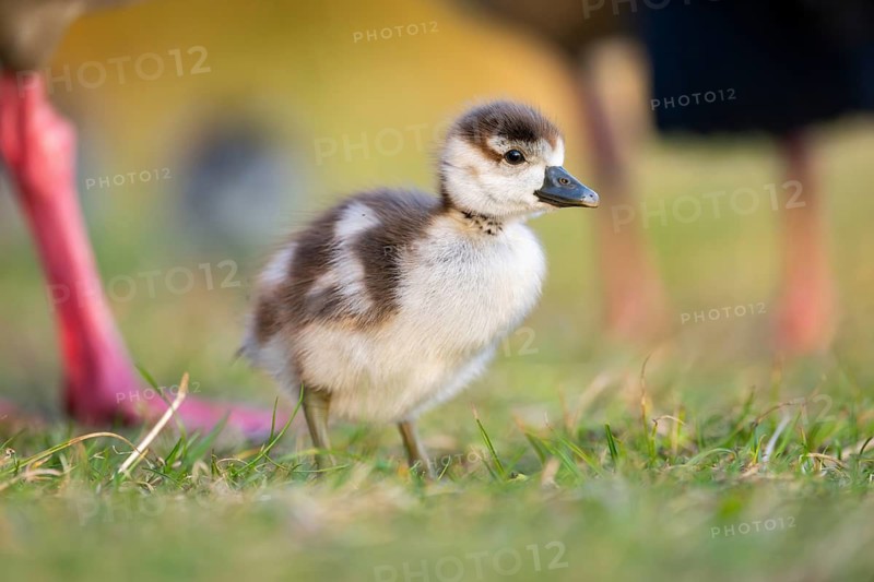 Egyptian goose (Alopochen aegyptiaca) cute chick on a meadow at the shore of a lake, Bavaria, Germany