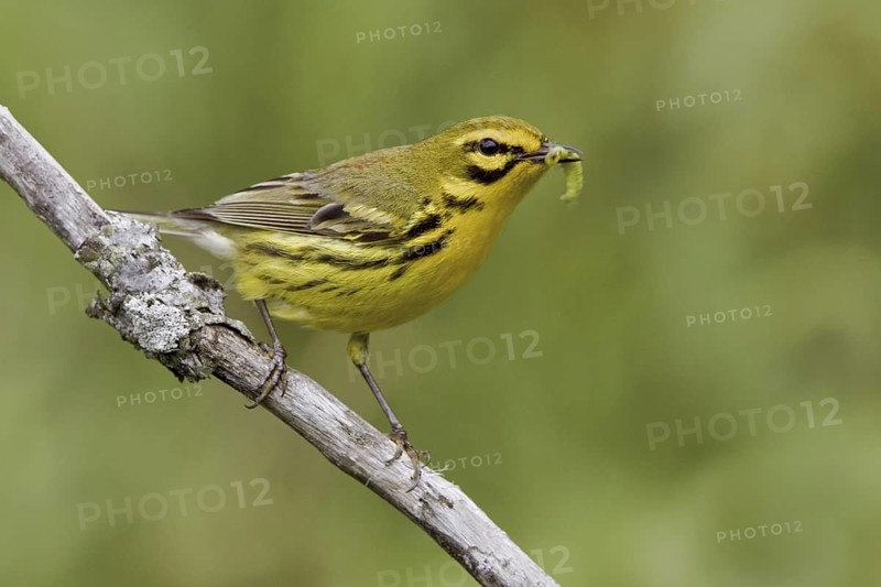 Prairie Warbler (Setophaga discolor) male, Ontario, Canada