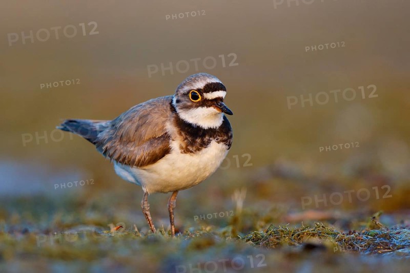 Little Ringed Plover (Charadrius dubius) male, North Rhine-Westphalia, Germany
