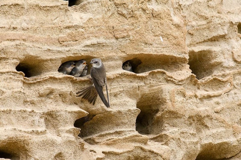 Sand martin (Riparia riparia) nesting in a sand pit Sand excavation and feeding chicks in a nest in a sandy rock face, Osnabrücker Land, Lower Saxony, Germany