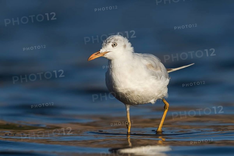 Slender-billed Gull (Chroicocephalus genei) foraging, Eilat, Israel