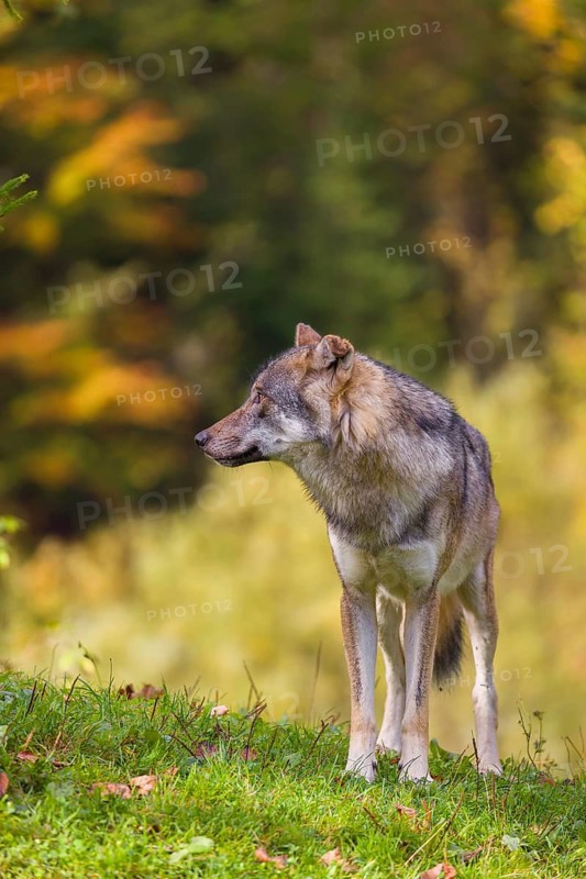 A eurasian gray wolf (Canis lupus lupus) stands on a meadow on a hill with a colourful foliage in the background
