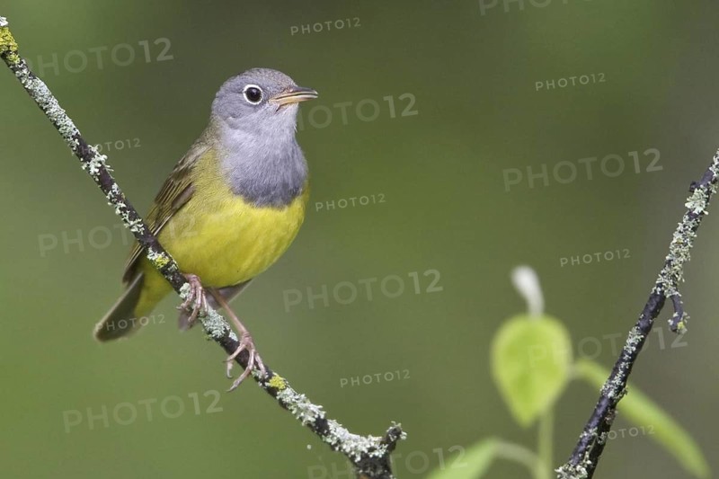 Connecticut Warbler (Oporornis agilis), Manitoba, Canada