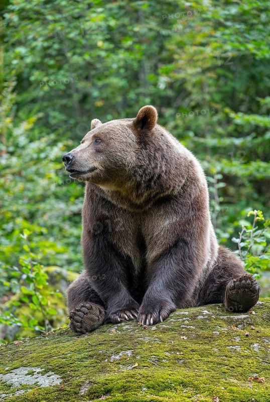 Brown bear (Ursus arctos) sitting on a rock covered with moss, captive, Bavarian Forest National Park, Bavaria, Germany, Germany