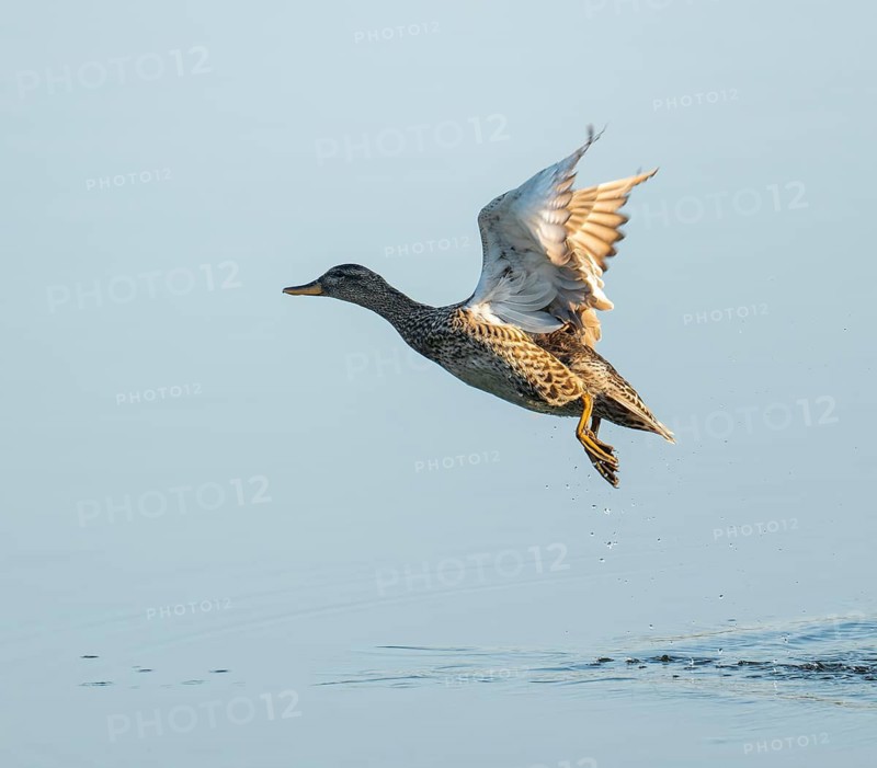 Gadwall (Mareca strepera), female in flight, Lower Saxony, Germany