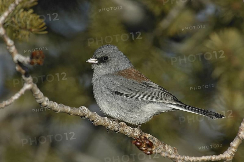Grey-headed Junco (Junco hyemalis caniceps), New Mexico, USA