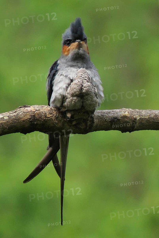 Crested Treeswift (Hemiprocne coronata) male with chick, Maharashtra, India