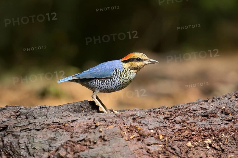 Blue Pitta (Hydrornis cyaneus) male perched on an old tree trunk, Kaeng Krachan, Thailand