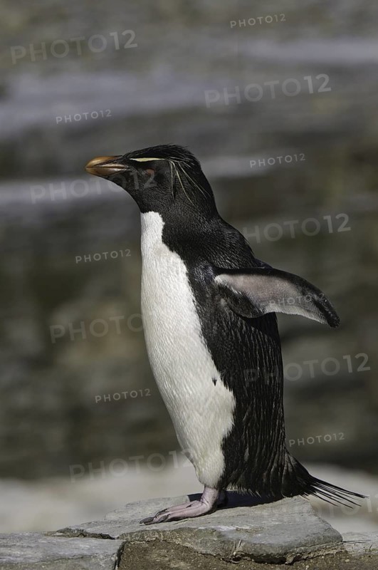 Southern Rockhopper Penguin (Eudyptes chrysocome), Falkland Islands