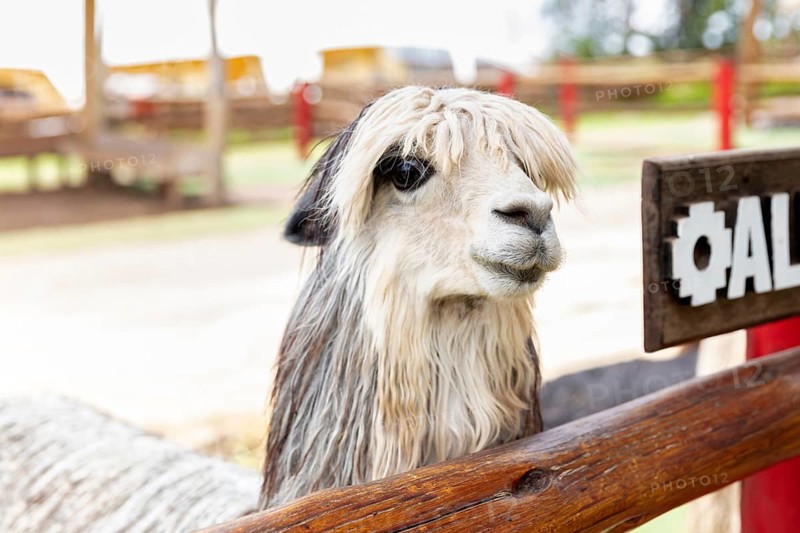 Alpaca and Llama Farm, near Cusco, Peru