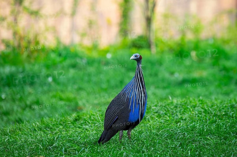 Vulturine guinea fowl (Acryllium vulturinum) standing on a meadow, Germany