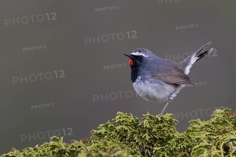 White-tailed Rubythroat - Bergrubinkehlchen - Calliope pectoralis ssp. ballioni, Kazakhstan, adult male