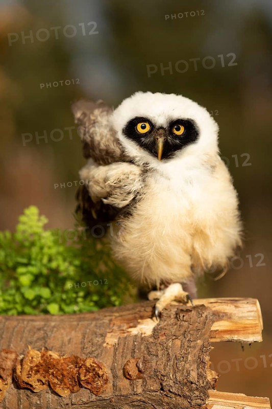 Spectacled Owl (Pulsatrix perspicillata) captive, juvenile perched on a log, Germany
