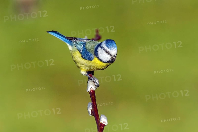 Blue tit (Cyanistes caeruleus) Blue Tit • Baden-Württemberg, Germany, Baden-Württemberg, Federal Republic of Germany
