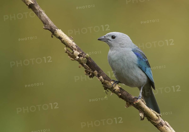 Blue-grey Tanager (Thraupis episcopus), Santo Domingo, Ecuador