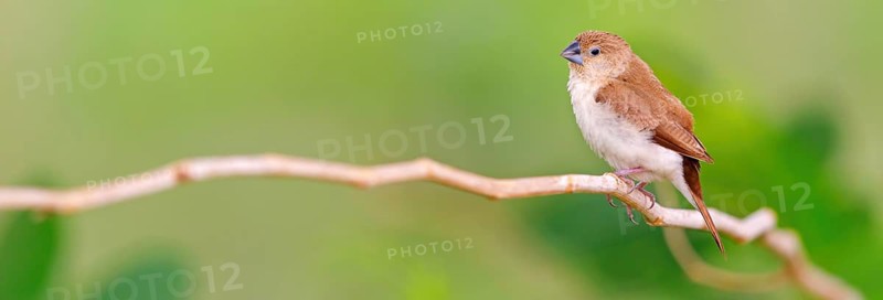 African Silverbill, (Lonchura cantans), on perch, Ayn Tobroq and Ayn Athum junction, Salalah, Dhofar, Oman