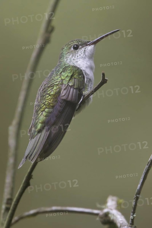 Green-and-white Hummingbird (Amazilia viridicauda), Machu Piccu Area, Peru