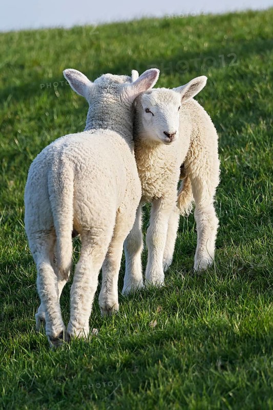 Domestic sheep (Ovis gmelini aries), two lambs cuddling on a dyke, young animals, baby animals, Schleswig-Holstein, Germany