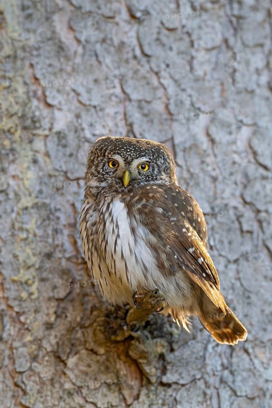 Pygmy Owl (Glaucicium passerinum), sitting on the branch of a tree, Pirchner Ast, Schwaz, Tyrol, Austria