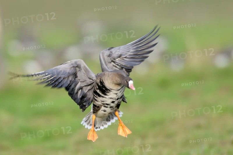 Greater White-fronted Goose (Anser albifrons), North Rhine-Westphalia