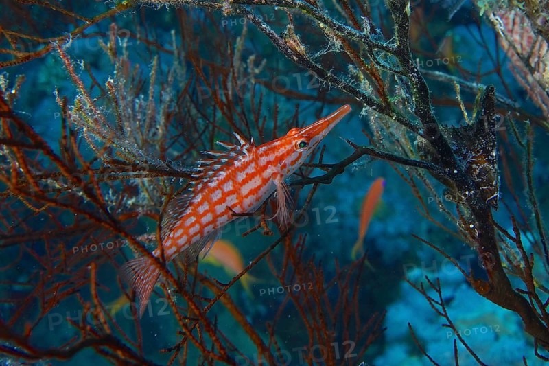 Longnose Hawkfish (Oxycirrhites typus)