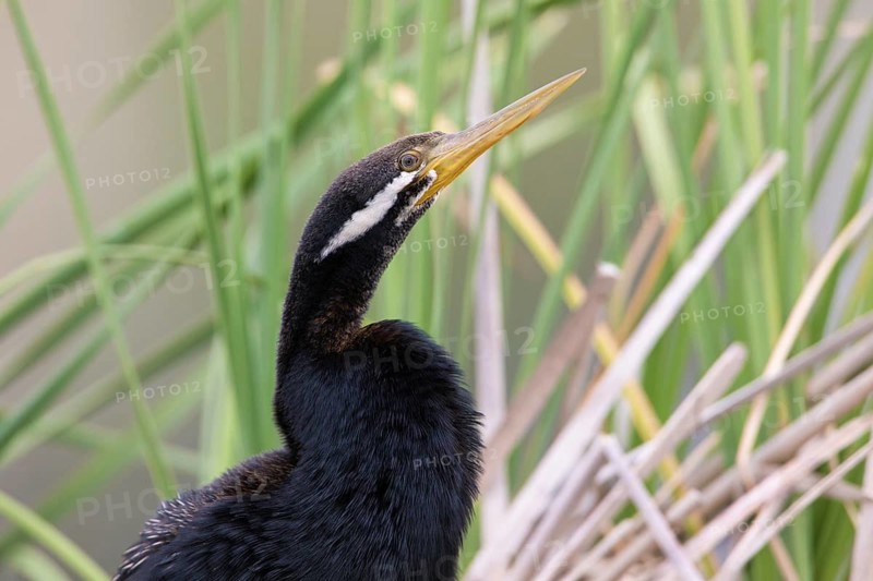 Australasian Darter (Anhinga novaehollandiae) Männchen, Victoria, Australia