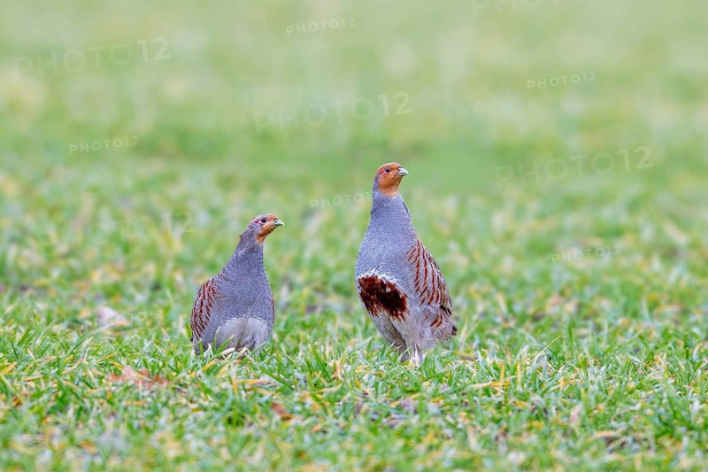 Grey partridge pair, English partridges, huns (Perdix perdix) male, cock and female, hen foraging in field, meadow in spring