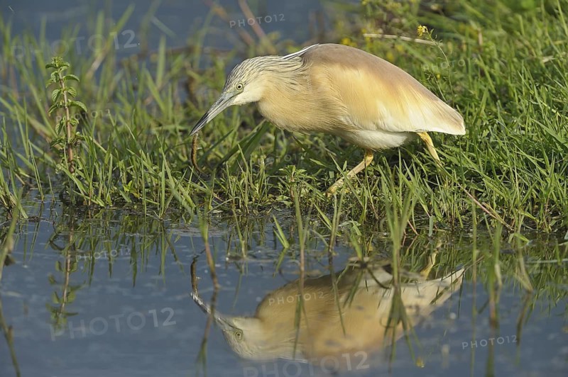 Rallenreiher (Ardeola ralloides) Sqacco Heron