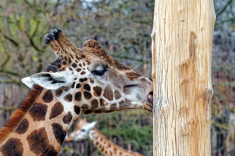Rothschild's giraffe (Giraffa camelopardalis rothschildi) licking the wood of a tree trunk, animal portrait, endangered species, giraffe, ruminant, mammal, animal, captive, occurrence East Africa and South Africa