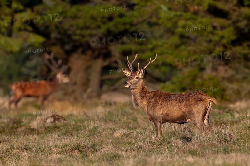 A young red deer (Cervus elaphus), also known as a red stag, is alert, rutting season, October, Denmark