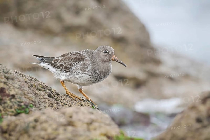 Purple Sandpiper (Calidris maritima), Asturias, Spain