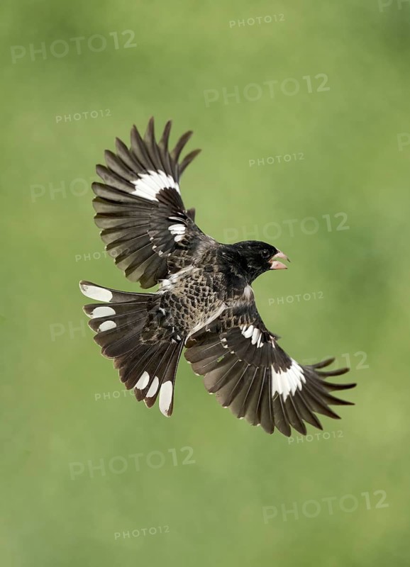 Rose-breasted Grosbeak (Pheucticus ludovicianus) male flying, Texas, USA