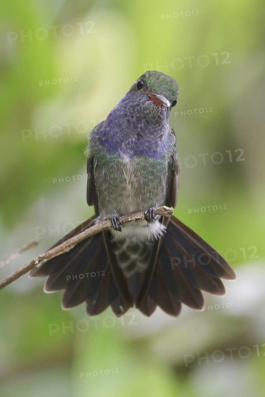 Sapphire-spangled Emerald (Amazilia lactea), Manu National Park, Peru