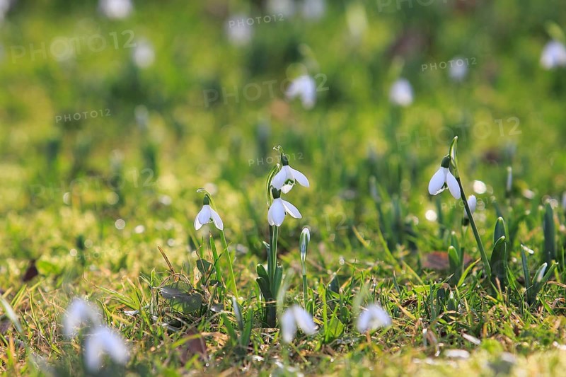Snowdrop (Galanthus nivalis), North Rhine-Westphalia, Germany