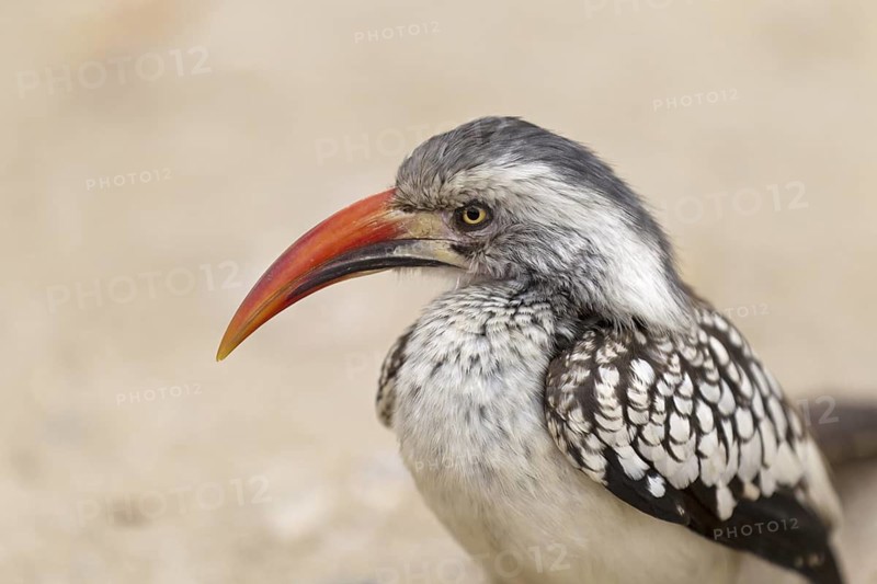 Northern Red-billed Hornbill (Tockus erythrorhynchus), Kruger Park, South Africa